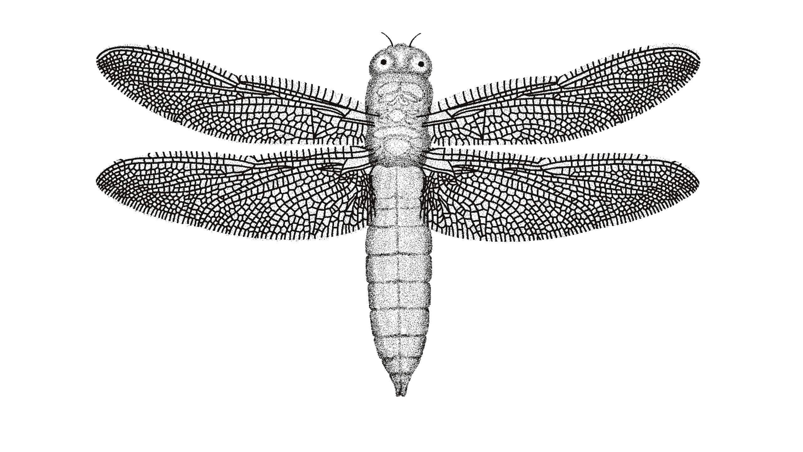 Stiftung Darner